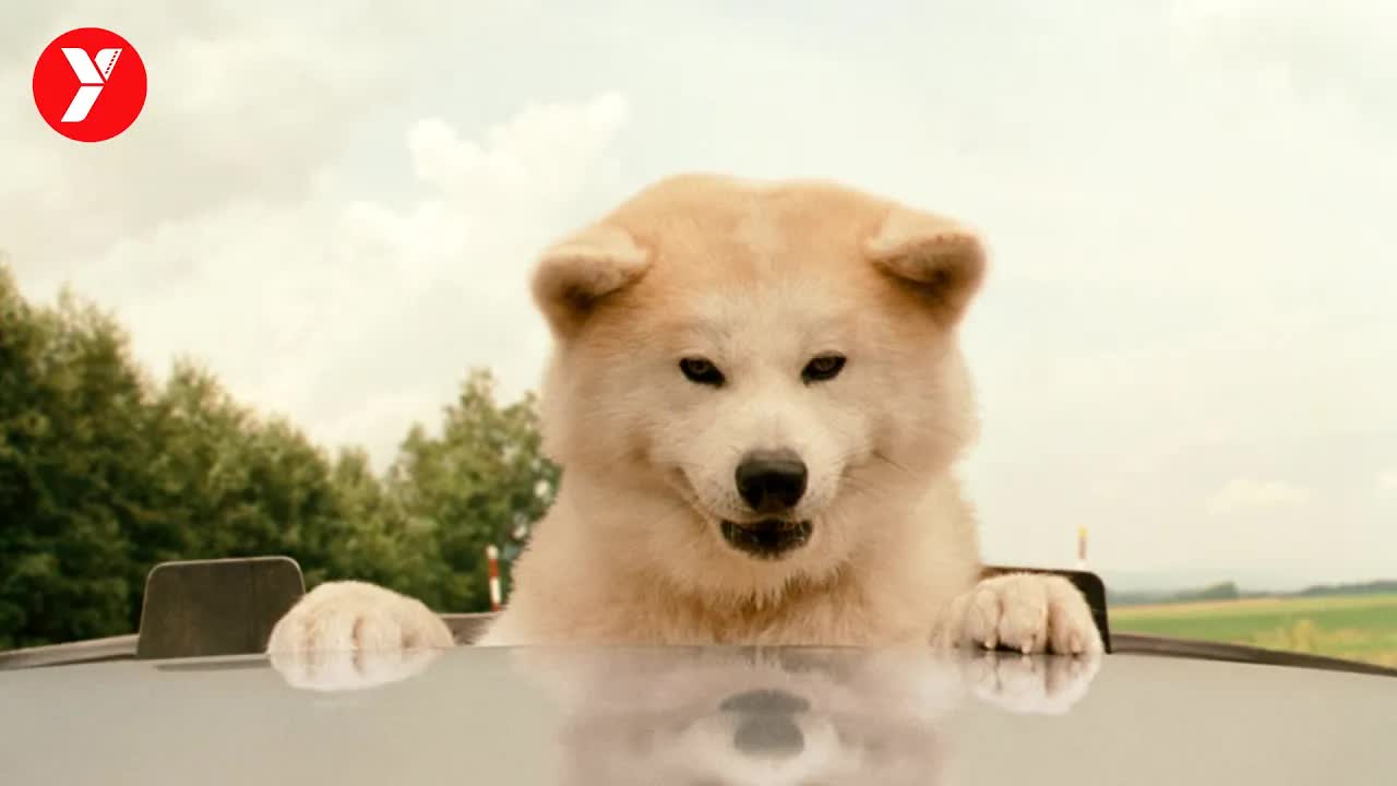 【越哥】又一部高分催泪电影，比忠犬八公更感人，可惜看过的人太少了